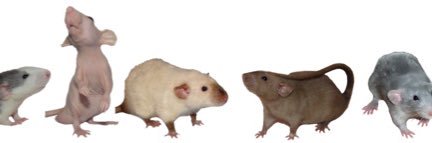 niskobisco's profile banner image