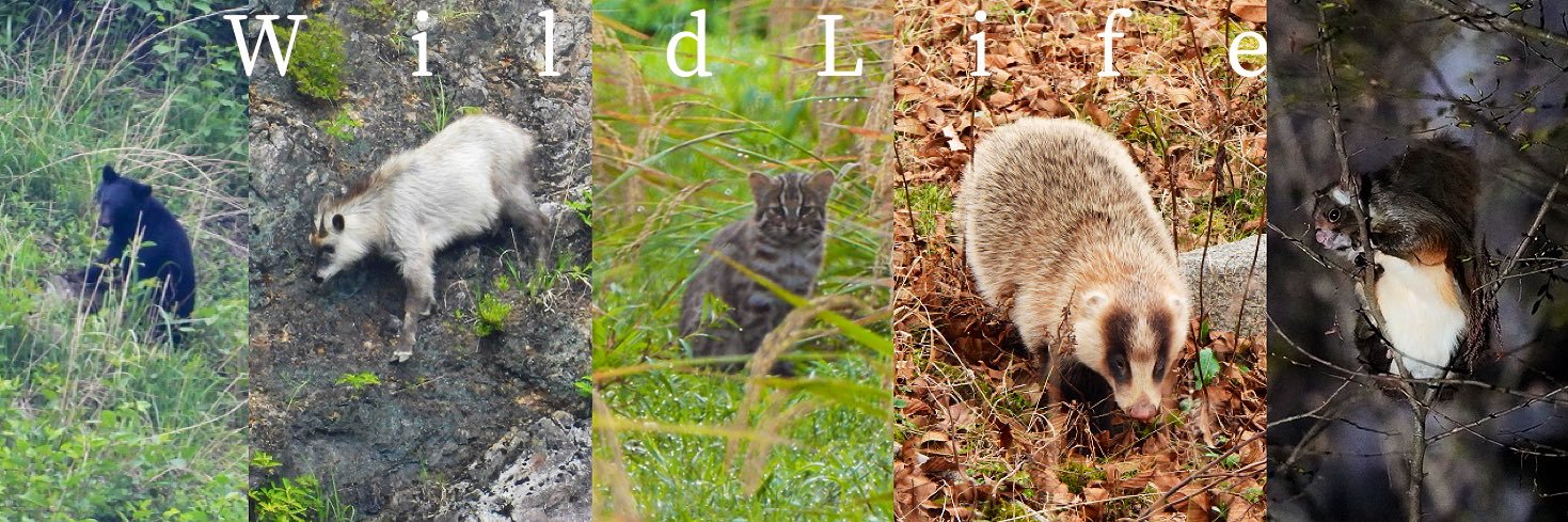 ちなきのこ🐾's banner