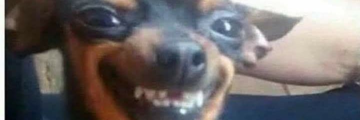 wolfdandadda's profile banner image