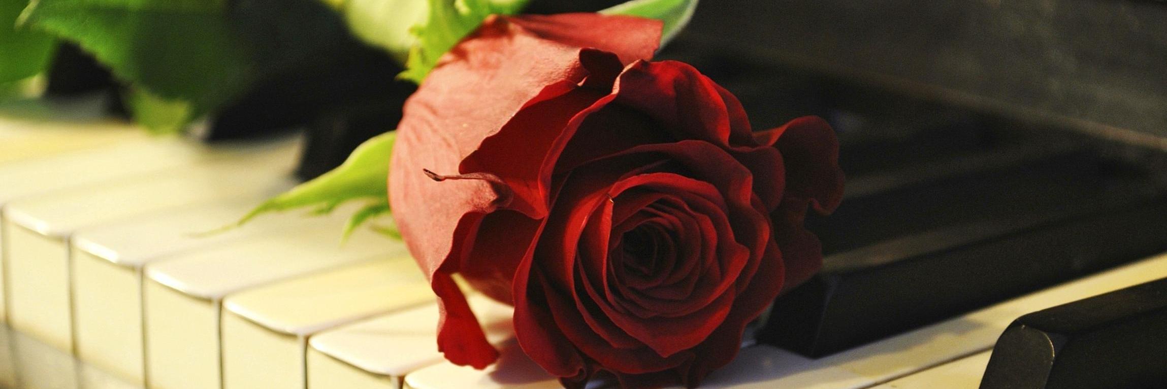 Ro8sie's profile banner image