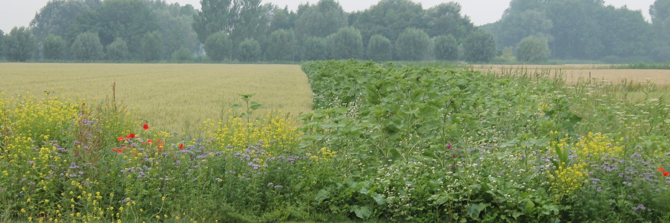 Dr Ilse Geijzendorffer banner