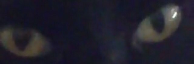 karlo_cat's profile banner image
