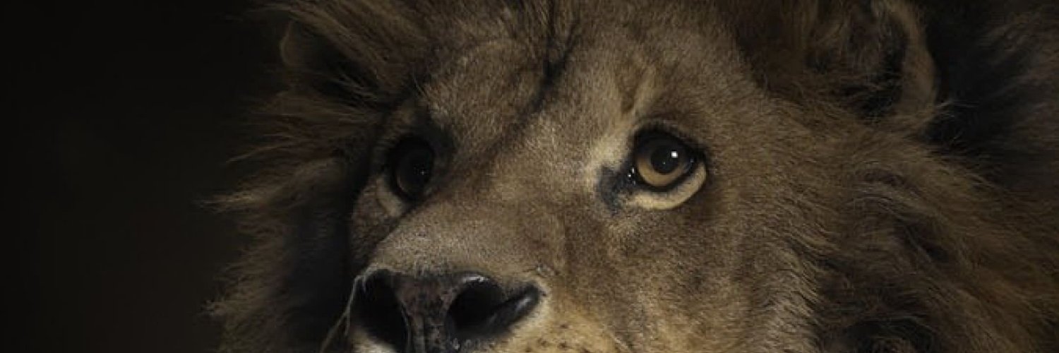 OGPlayerP13's profile banner image