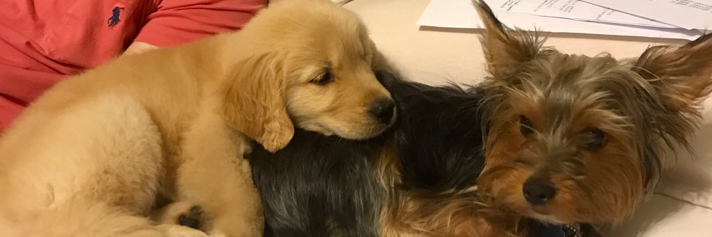 inneedofbandaid's profile banner image