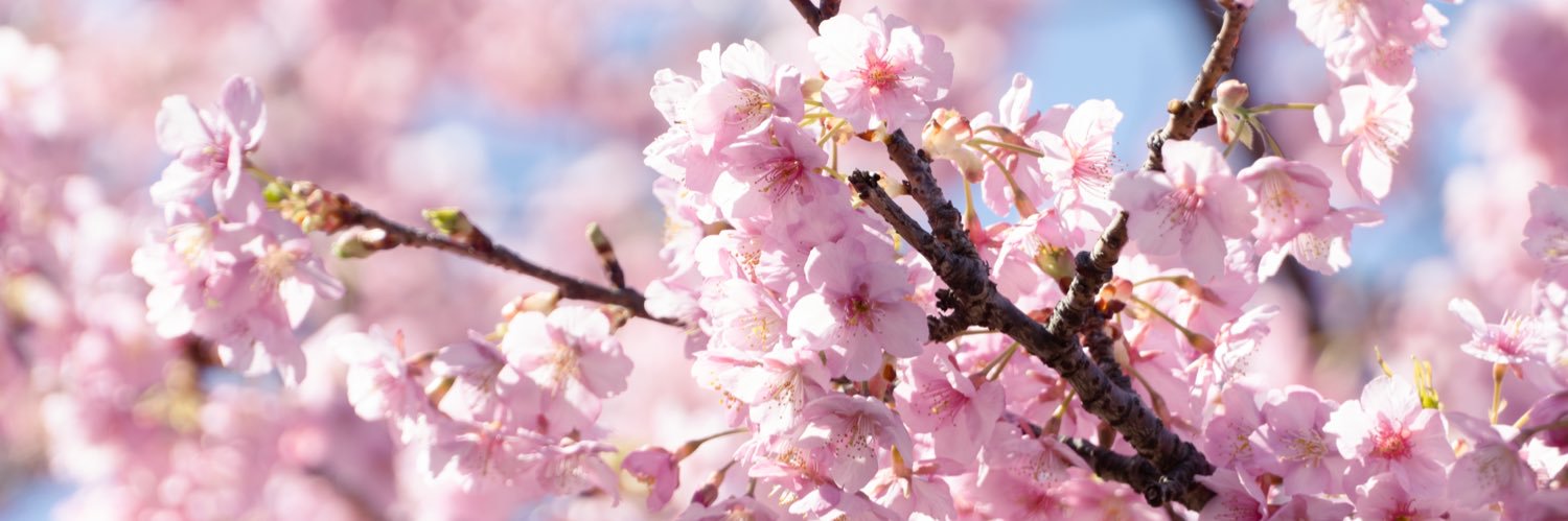 shotenbourin's profile banner image