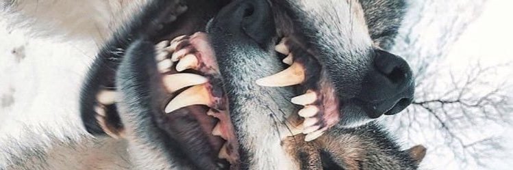 rmcpsycho's profile banner image