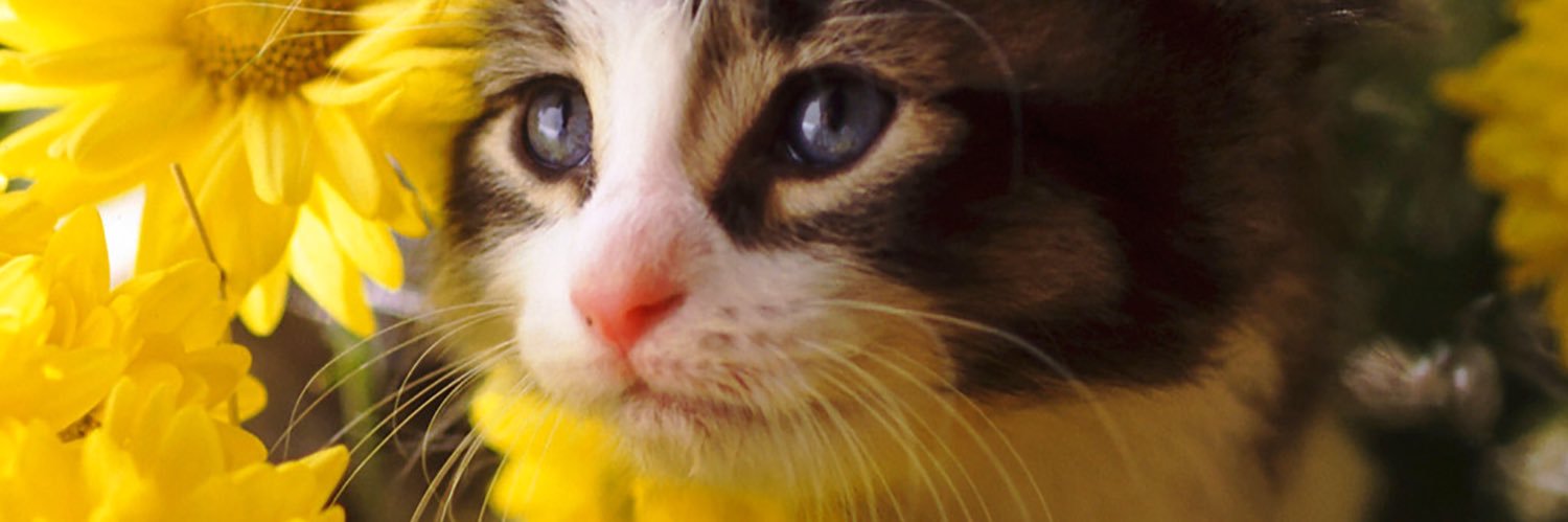 michelleaugert banner