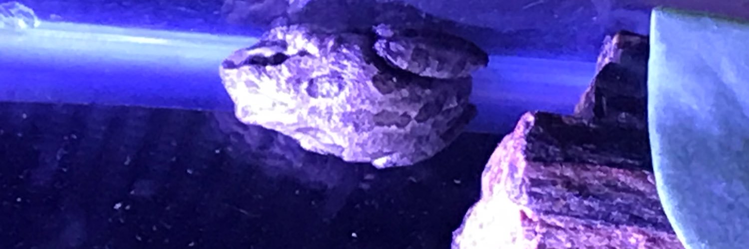 Shannon Haley banner