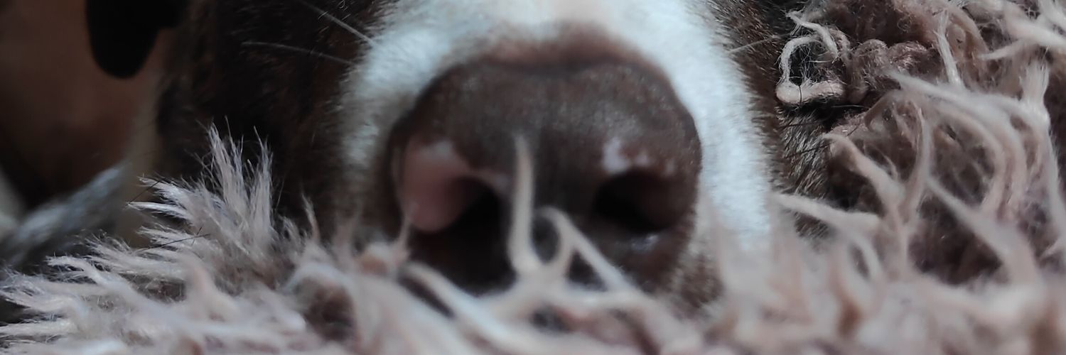 DafWilliams's profile banner image
