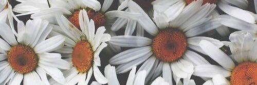 julitascotti's profile banner image
