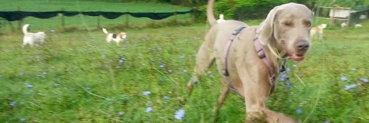 Cri Mastropietro banner