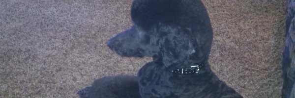 docbob7 Profile Banner