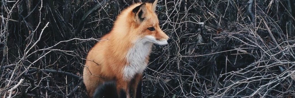 FluffyVlad's profile banner image