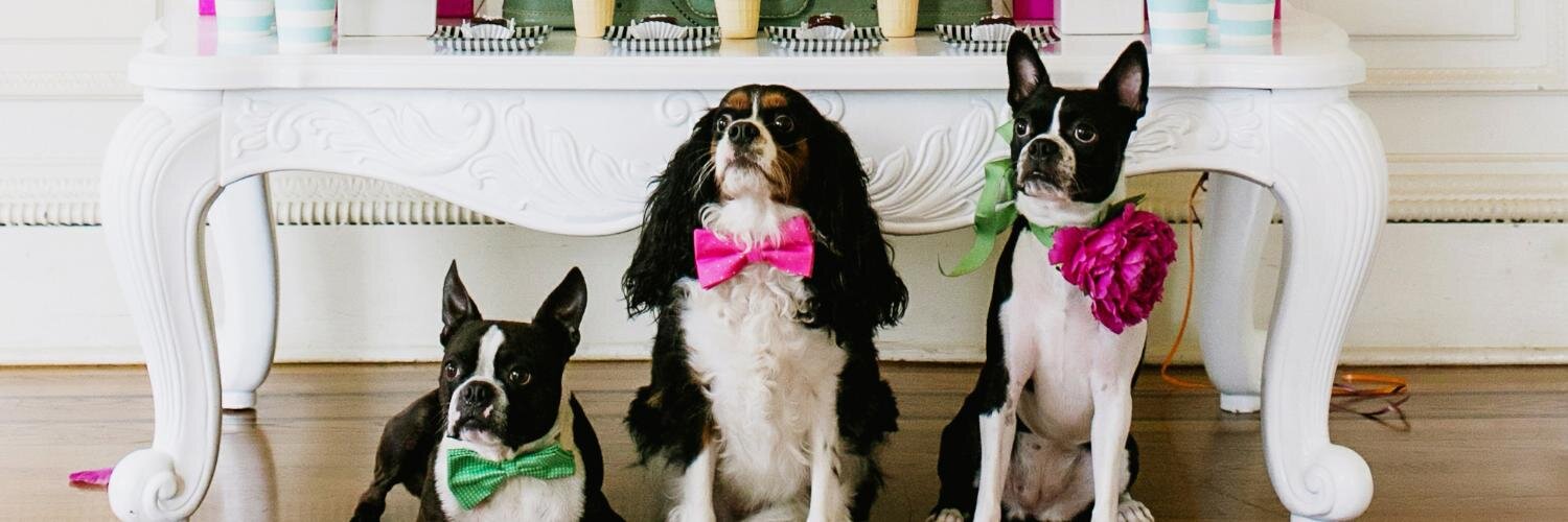 LADogStore's profile banner image