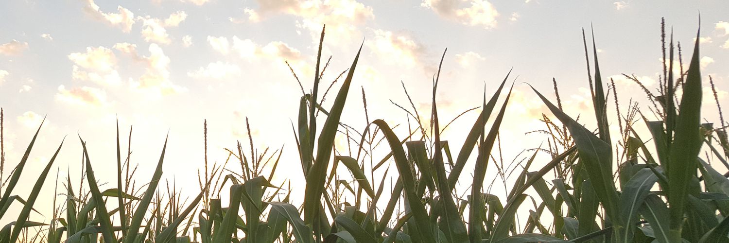 CelGuillaud's profile banner image