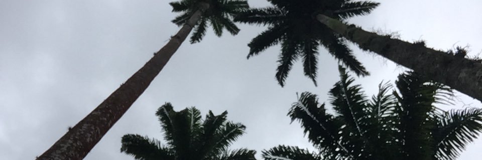 Julyarancedo's profile banner image
