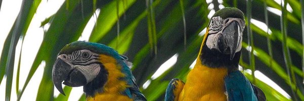 laredoj Profile Banner