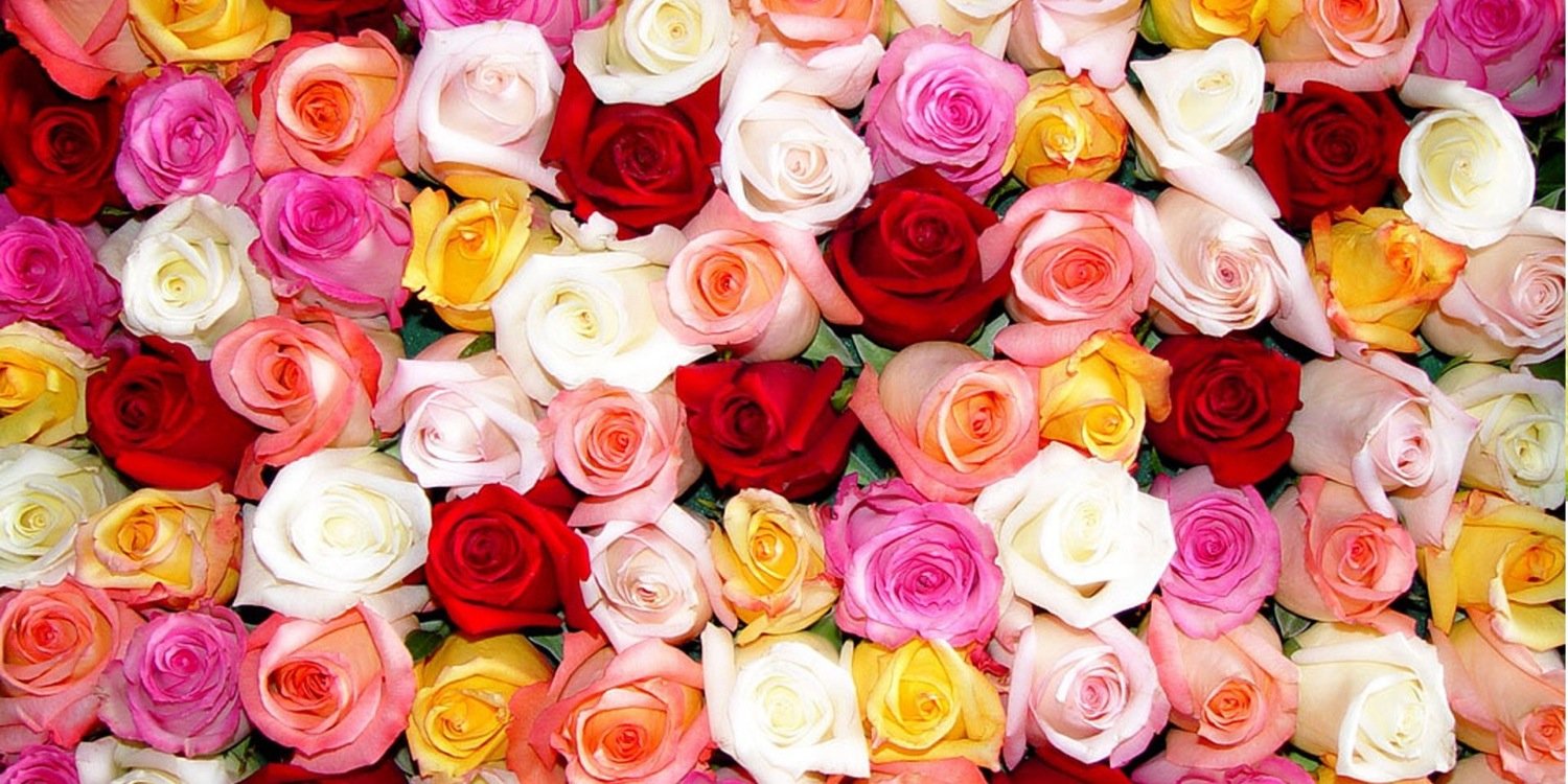 iamDonyaRose's profile banner image