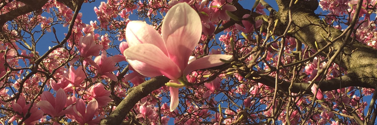 PaolaMoschini's profile banner image