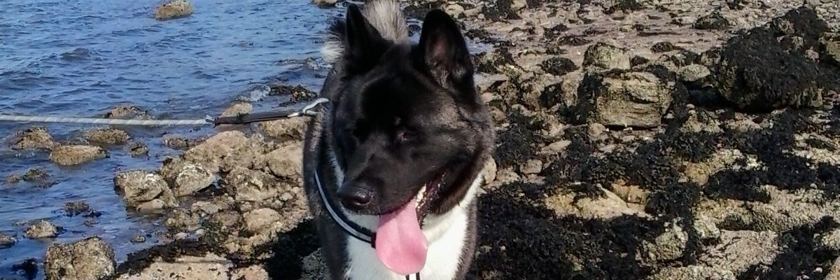 FurtalEU's profile banner image