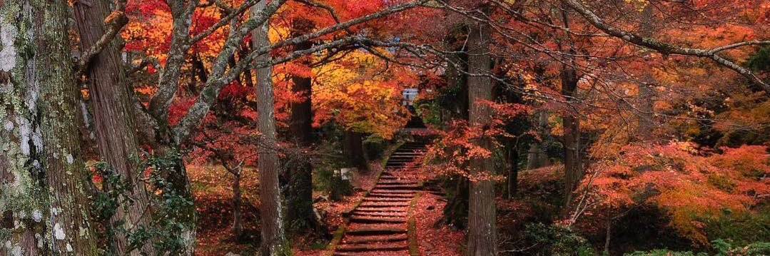 シルフィアニ banner