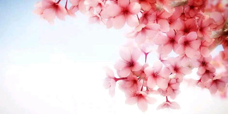EdaHaleeda's profile banner image