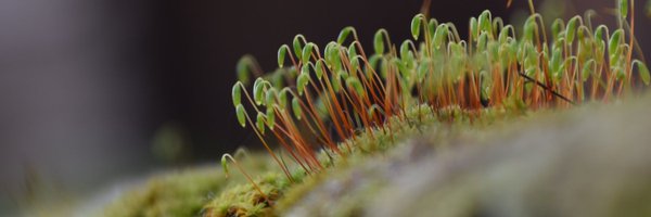 Mendixut Profile Banner