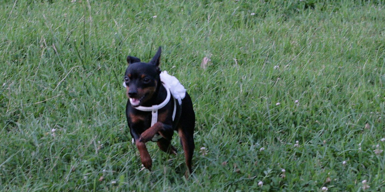 sonia proietta banner