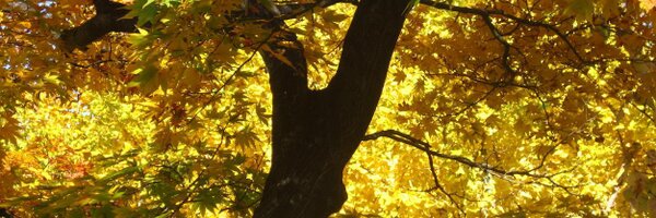 RNAiAnalyst Profile Banner