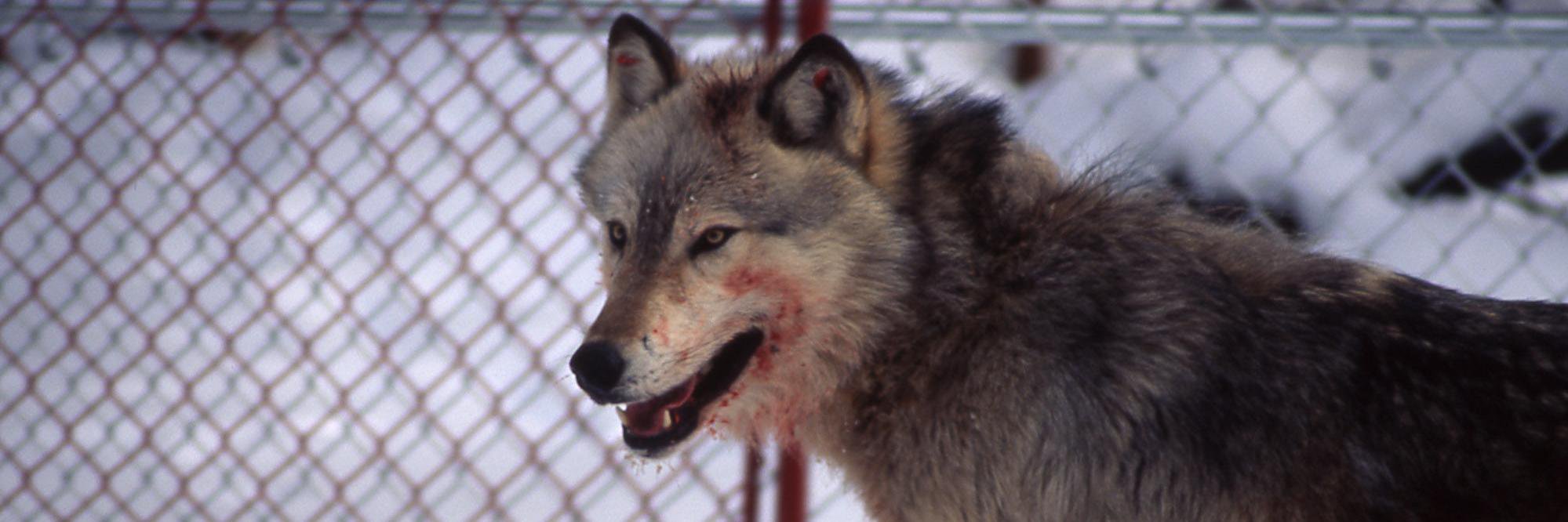 loneredwolf3's profile banner image