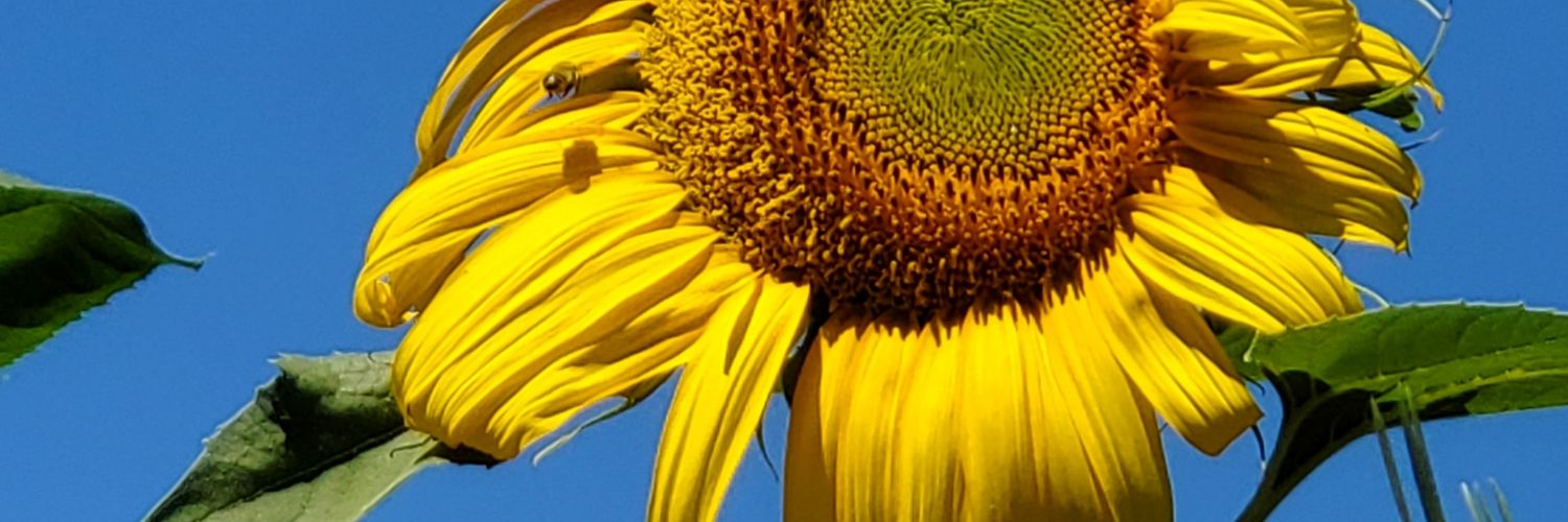 EdLauber's profile banner image