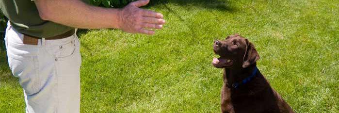 Dogtraining33's profile banner image