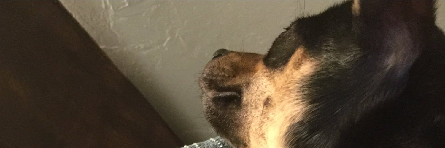 rescuedloretta's profile banner image