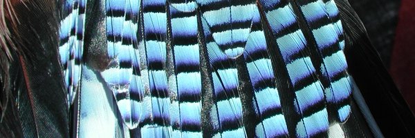 HOSbirding Profile Banner