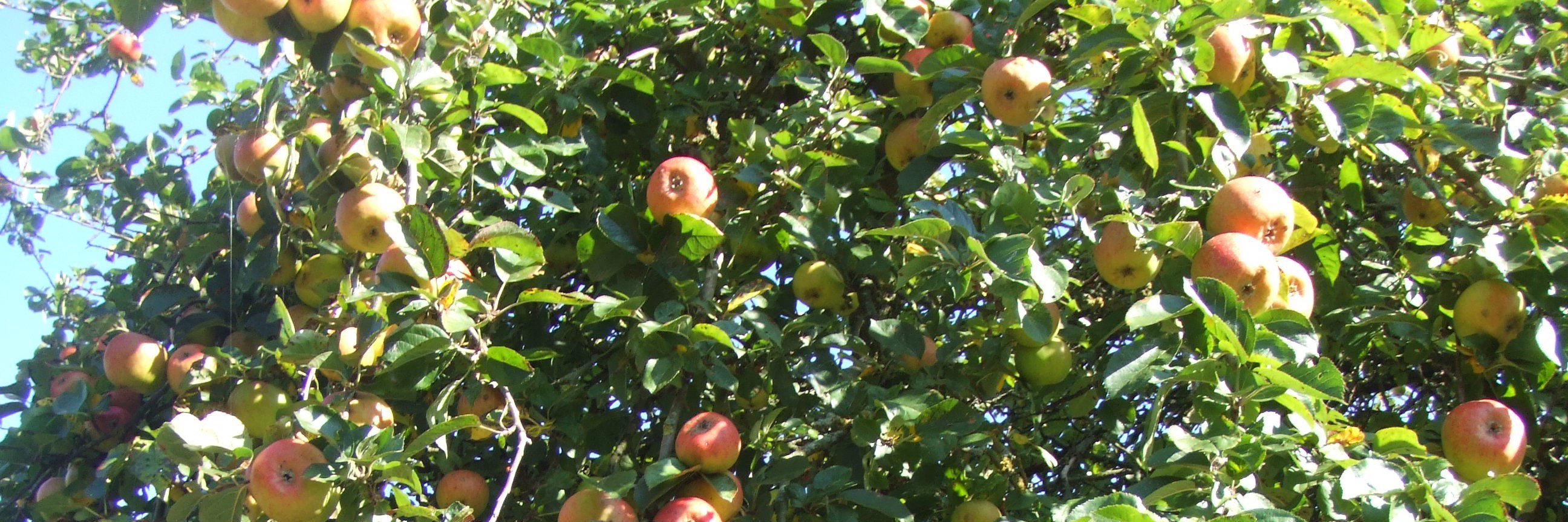 Burnard's Cider banner