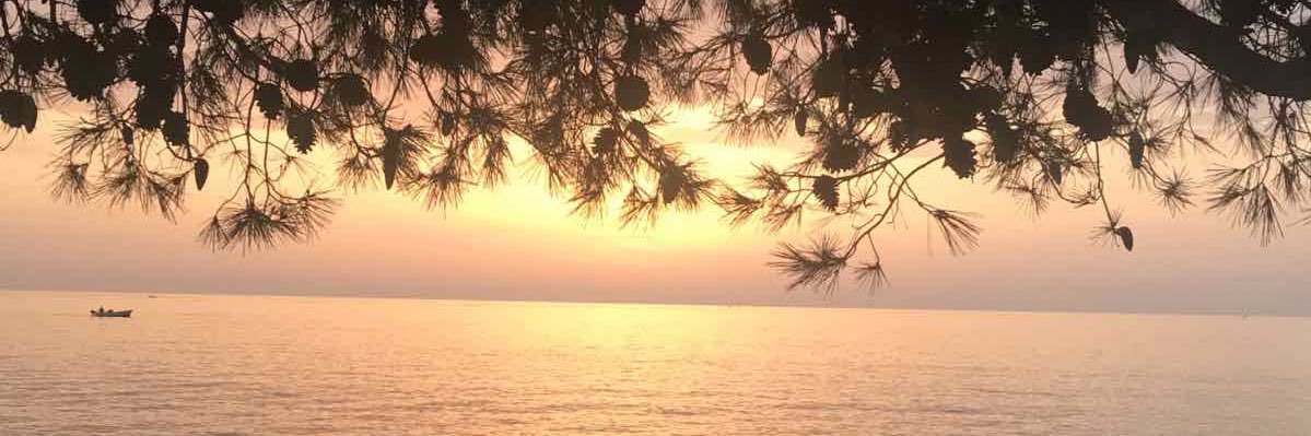 Aleksandra Radoman-Kovacevic banner