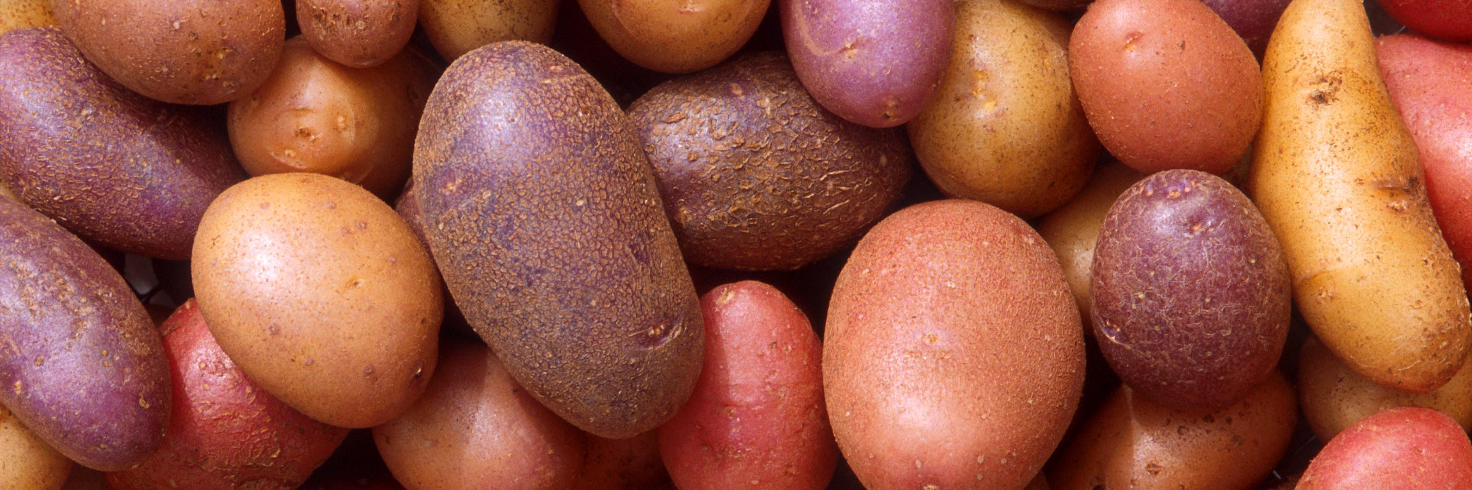 prof_veg's profile banner image