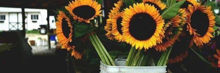 joice_dr's profile banner image
