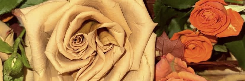 Dymphillie's profile banner image
