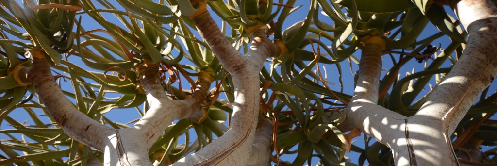 CA404679's profile banner image
