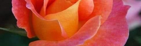 AnnettePhillip4's profile banner image