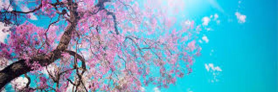 Rochelle Manz banner