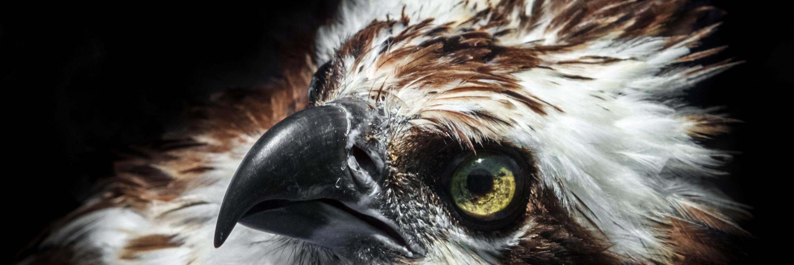 RAPTORIncOhio's profile banner image
