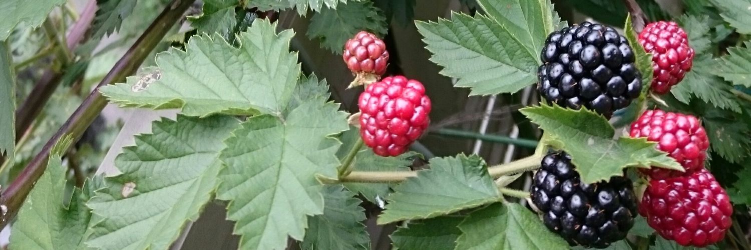 もみのかか banner