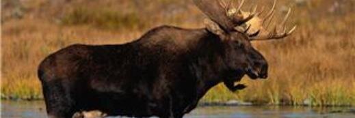 MazamaMoose's profile banner image