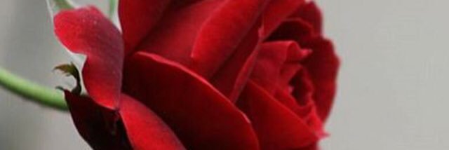 AnooAnosa's profile banner image