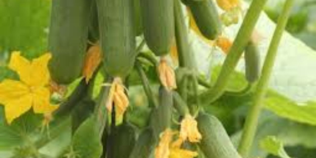 Q8FARMERS's profile banner image