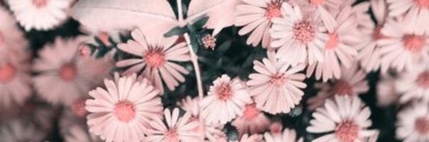 DaisyLee_'s profile banner image
