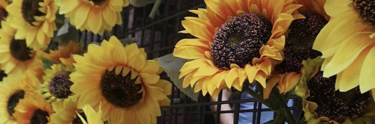 MeaghanAnelli's profile banner image