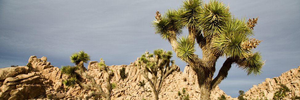 Christer Mjåset banner